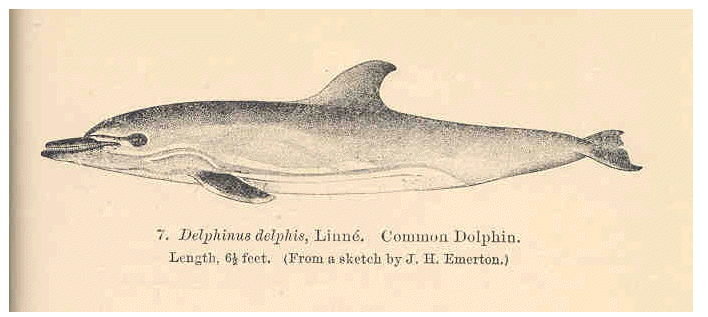 dolphin2.gif