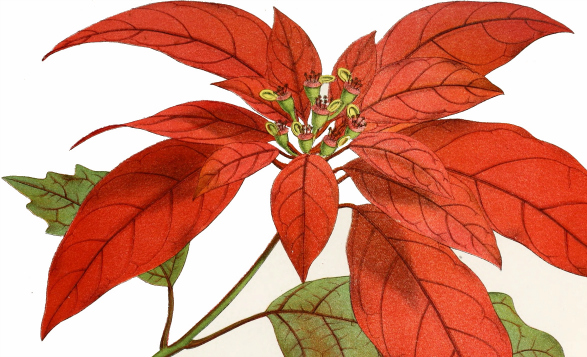 Poinsettia