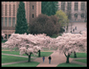 Cherry Trees in Bloom on the Quad