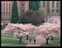 Cherry Trees in Bloom on the Quad