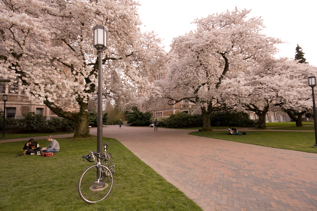 Trees blooming at University of Washington